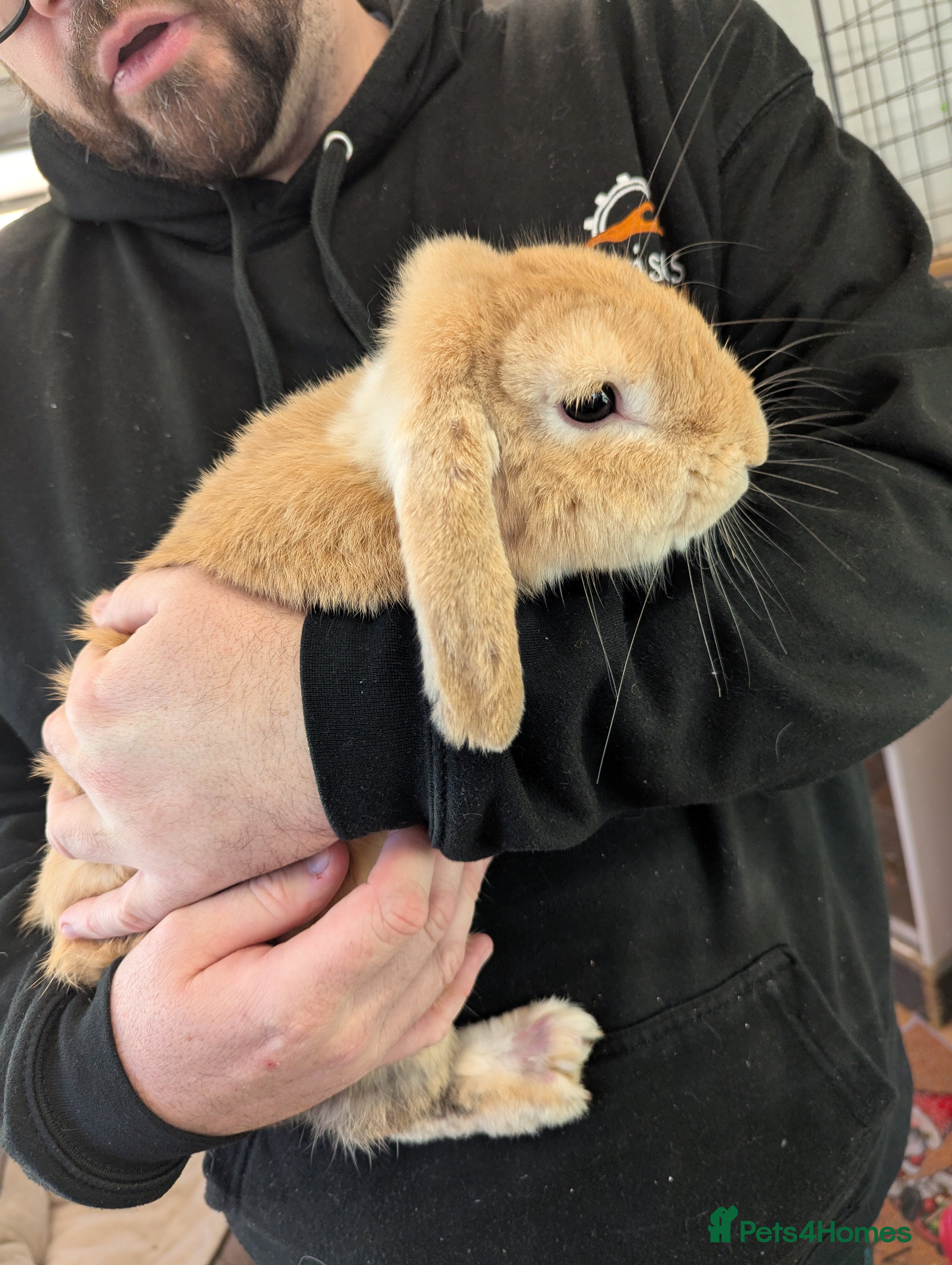 Mini Lop rabbits 'Sandy' mini lop. Litter trained and friendly! - Advert 12