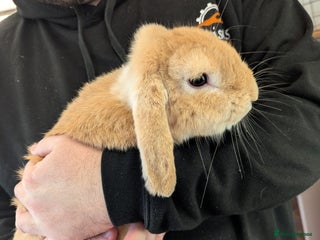 Mini Lop rabbits 'Sandy' mini lop. Litter trained and friendly! - Advert 1