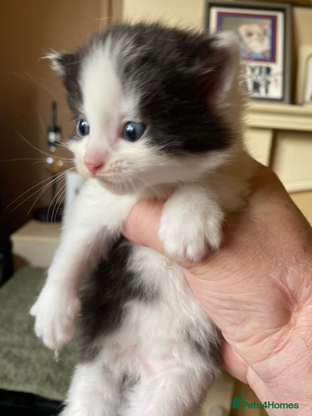 British Shorthair cats for sale: Mabel’s beautiful babies  - Image 20