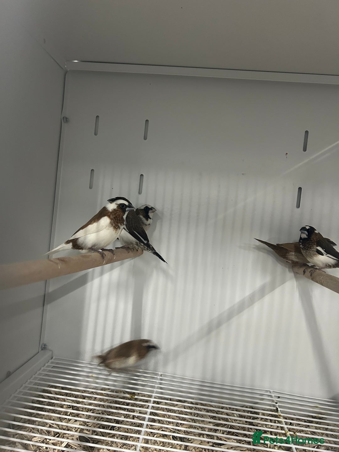 Finches birds for sale: Various Range Stunning Baby Finches  - Image 7