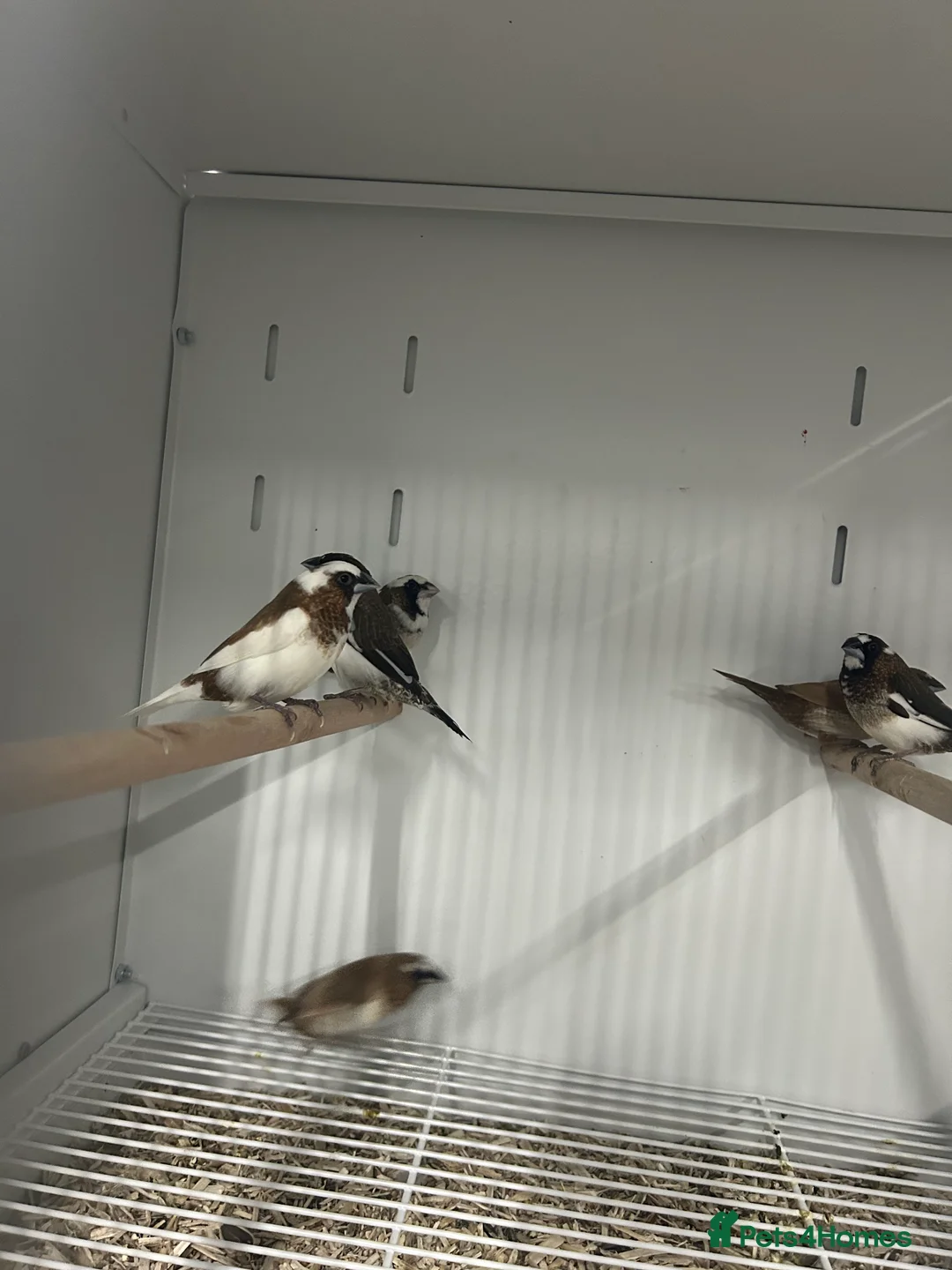 Finches birds for sale: Various Range Stunning Baby Finches  - Advert 7