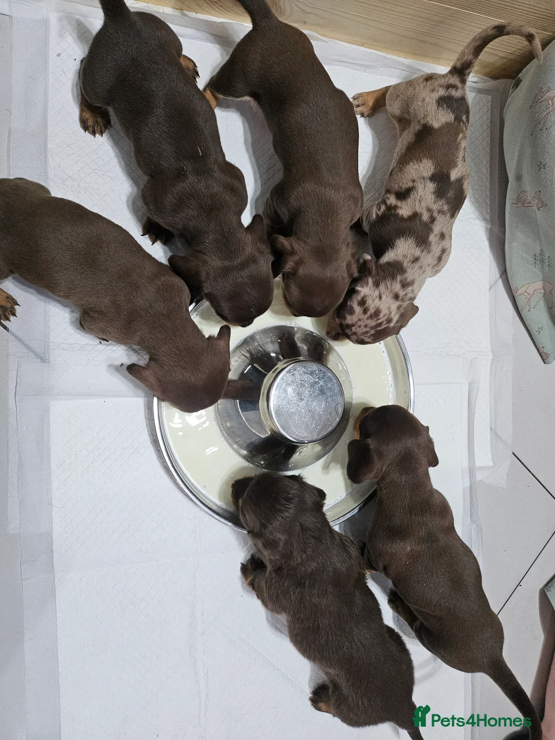 Dachshund dogs for sale: Dachshund (sausage dogs) READY NOW - Advert 3