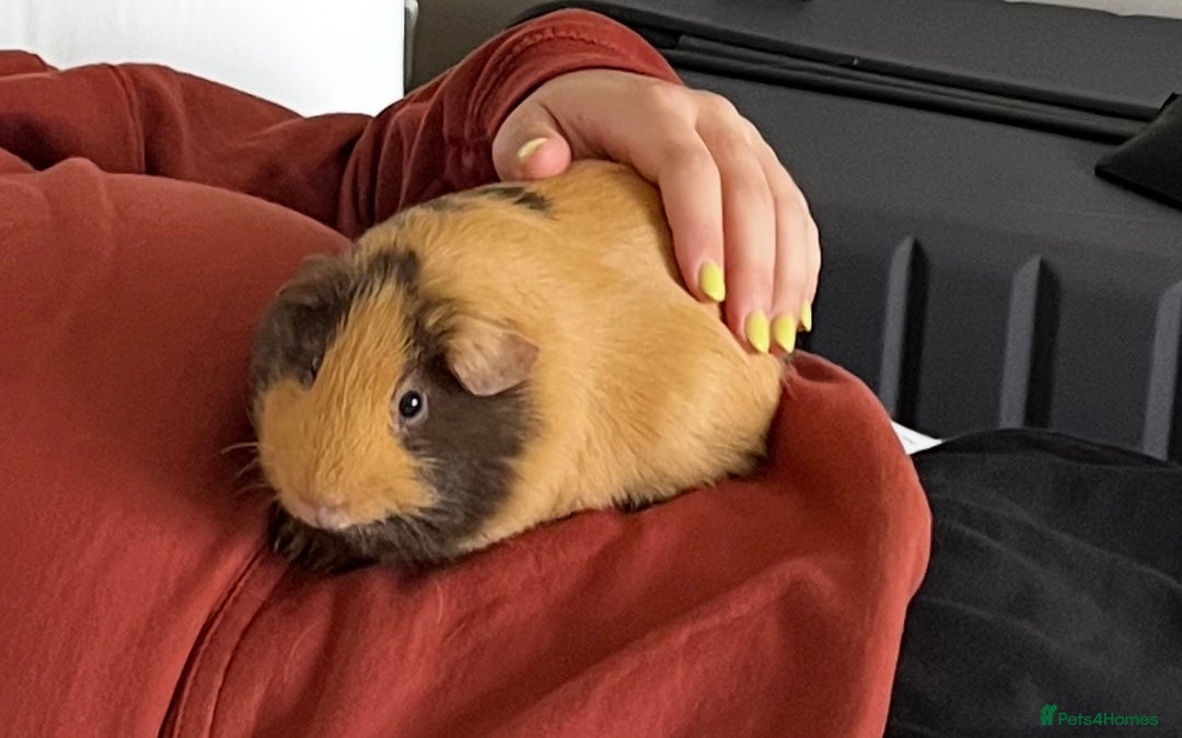 Guinea Pig rodents for sale: 3 year old male guinea pig  - Advert 1