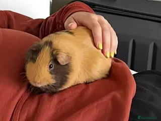 Guinea Pig rodents 3 year old male guinea pig - Advert 17