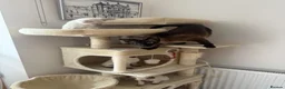 Siamese cats for sale: 5 Siamese kittens  - Advert 15