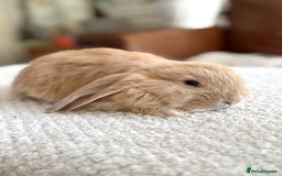 French Lop rabbits for sale: RESERVATIONS OPEN - Beautiful Baby French Lops - Image 6