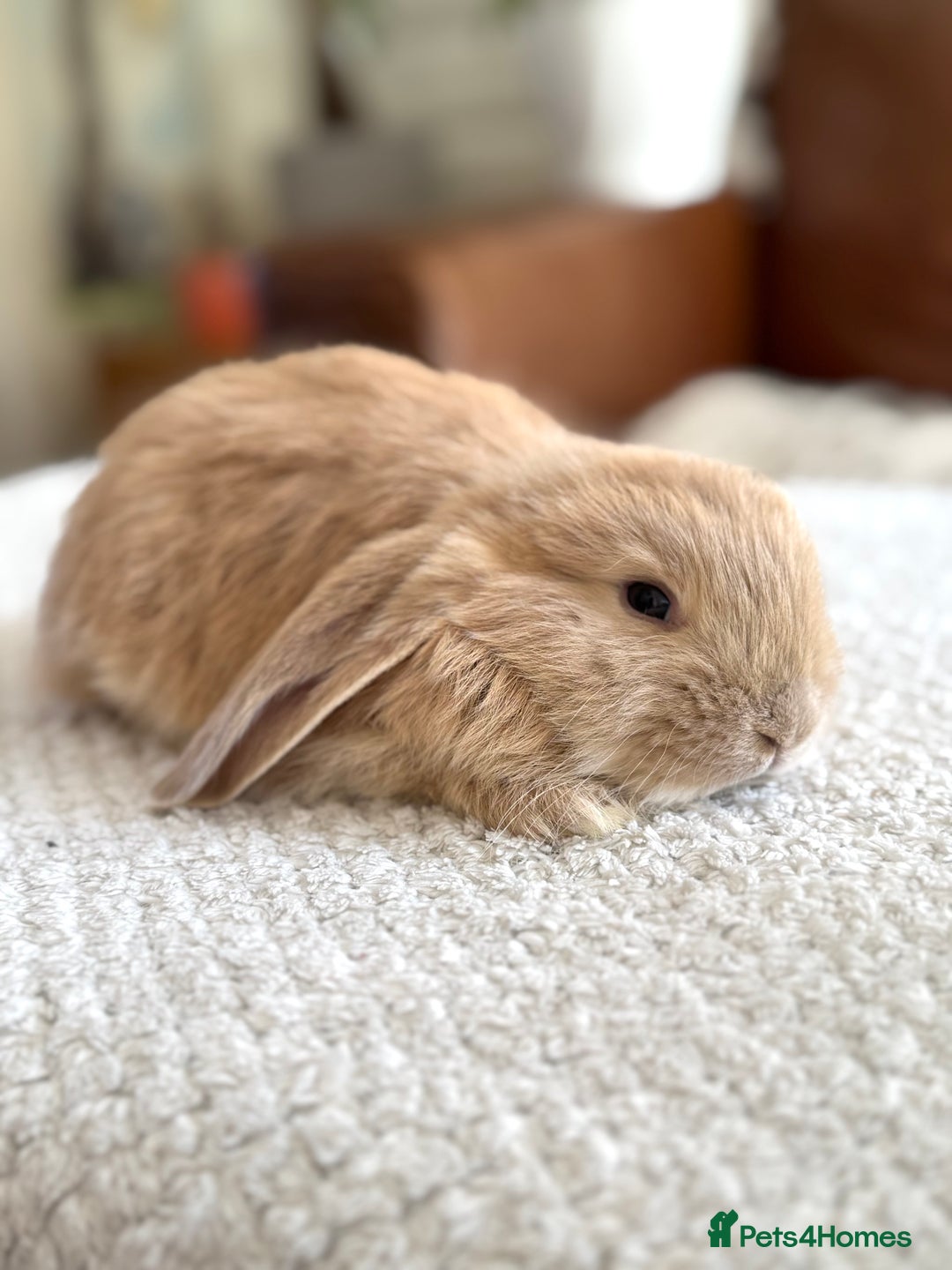 French Lop rabbits for sale: RESERVATIONS OPEN - Beautiful Baby French Lops - Image 6