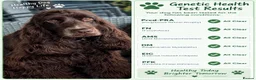 Cocker Spaniel dogs for sale: Chocolate cocker spaniels health tested parents  - Advert 3
