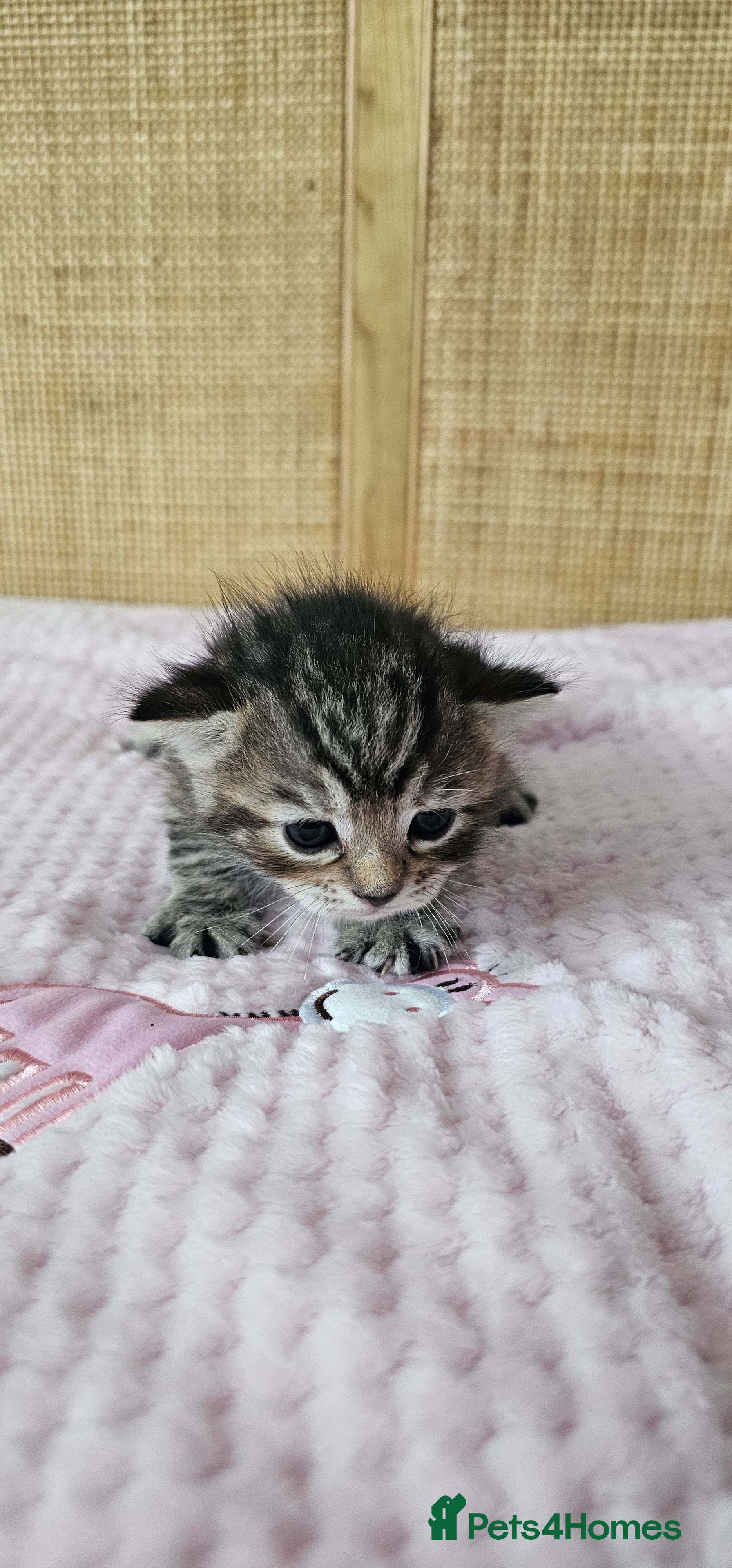 Mixed Breed cats for sale: Beautiful Bengal Mix Kittens - Advert 21