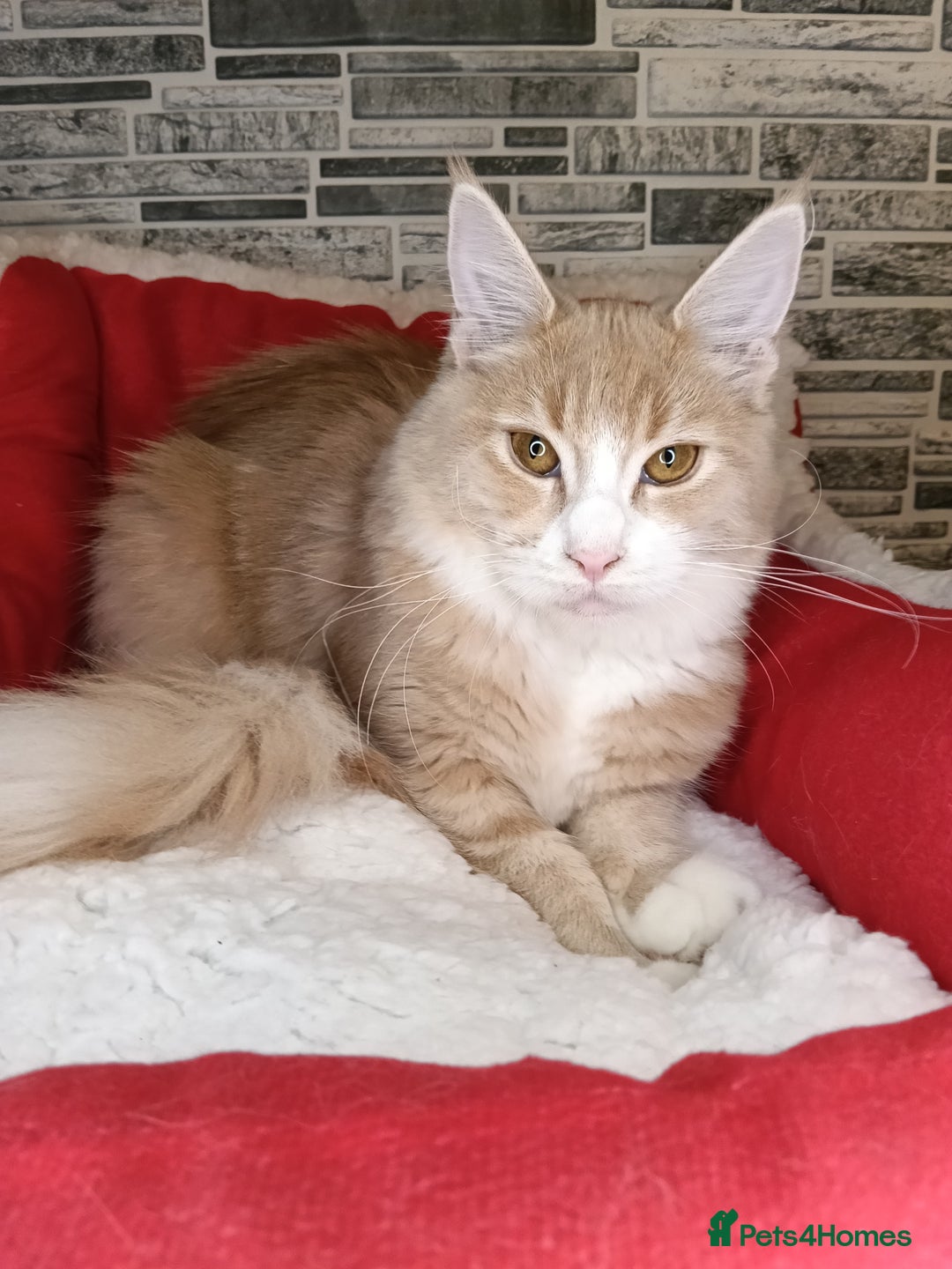 Maine Coon cats for sale: Maine coon kittens 'PuuureLove'  - Image 17