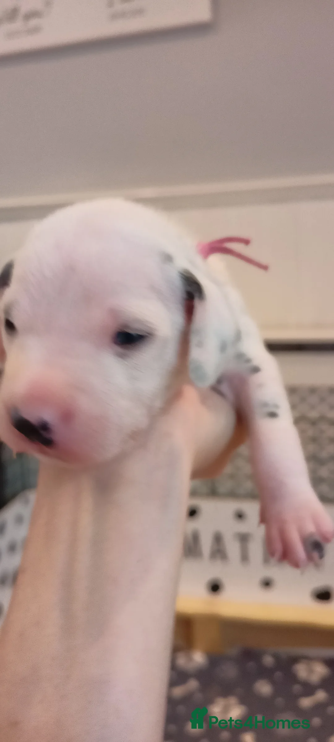 Dalmatian dogs for sale: Beautiful dalmatian puppies - Advert 38