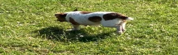 Jack Russell dogs for sale: Scruff - Advert 2
