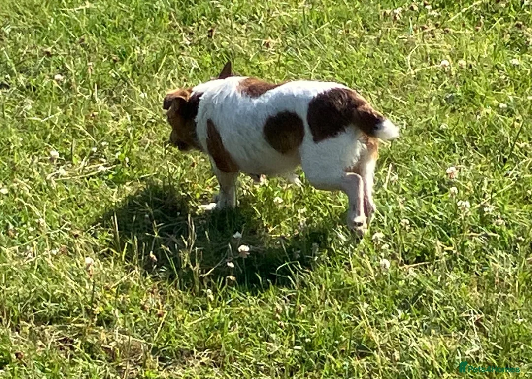 Jack Russell dogs for sale: Scruff - Advert 2