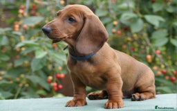 Dachshund dogs for sale: Dachshund Standard Smooth Haired in Boston - Image 12
