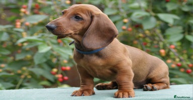 Dachshund dogs in Boston - Advert 1
