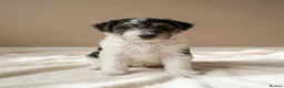 Fox Terrier dogs for sale: Fox Terrier  in Wednesbury - Advert 3