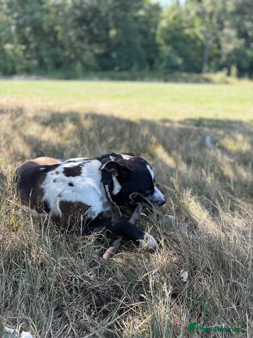 Mixed Breed dogs for sale: Stunning litter of 7 Presa Canario X Bandog - Advert 6