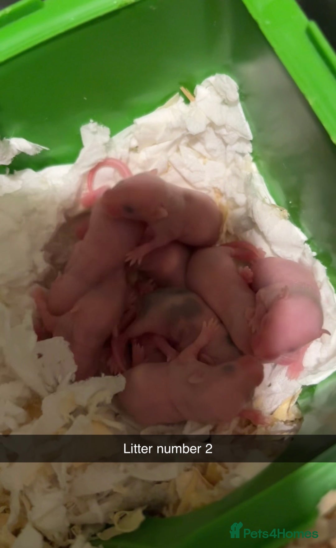 Mouse rodents for sale: Baby mice - more due  - Advert 6