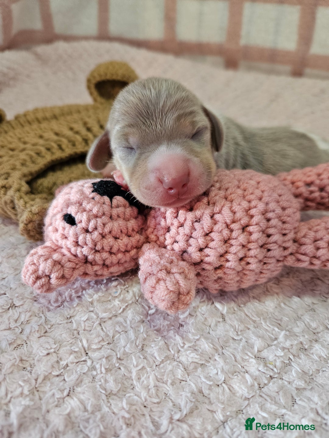 Miniature Dachshund dogs for sale: Stunning KC miniaturedachshunds KC - Advert 11