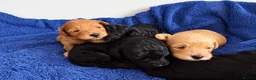 Cockapoo dogs for sale: Toy poodles for sale - Advert 17