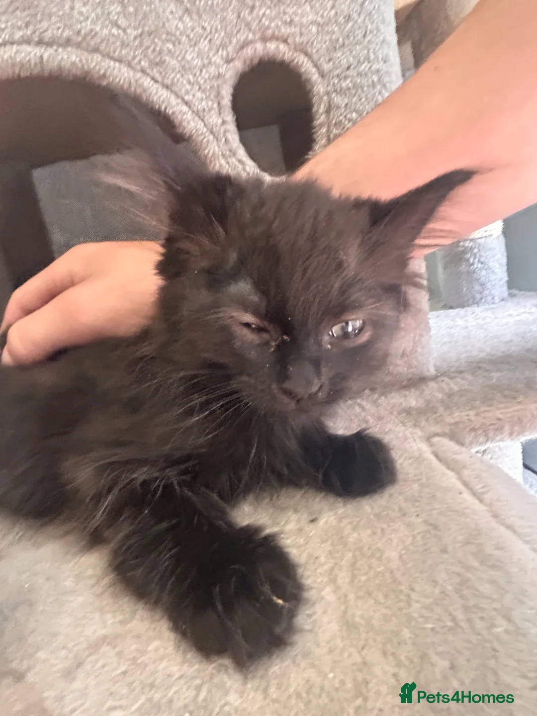 Mixed Breed cats for sale: Ready to leave Siamese x mainecoon x - Advert 21