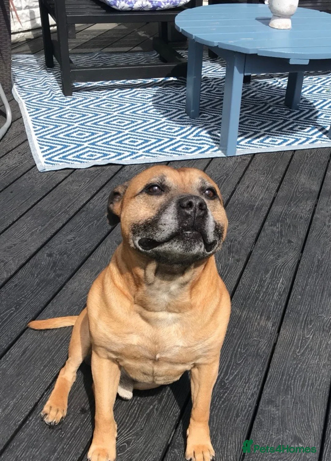 Staffordshire Bull Terrier dogs for sale: Rehoming of family pet - Advert 1