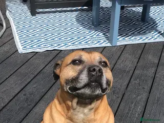 Staffordshire Bull Terrier dogs Rehoming of family pet - Advert 1