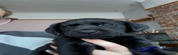 Labrador Retriever dogs for sale: Black Lab Pup - Advert 5