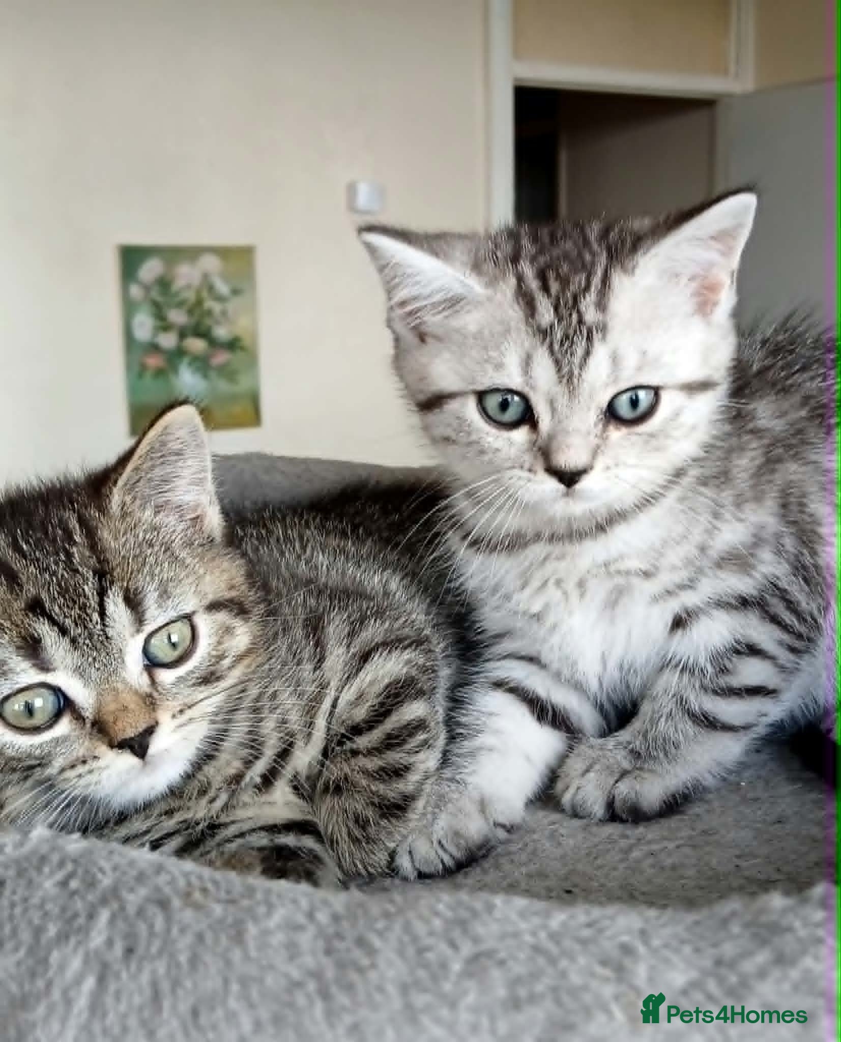 British Shorthair cats Bsh X Scotish straight kittens.  - Advert 4
