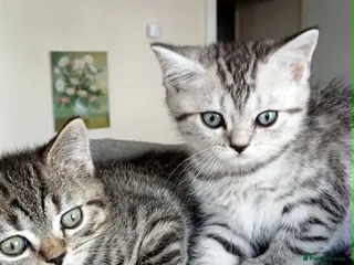 British Shorthair cats Bsh X Scotish straight kittens. - Advert 4