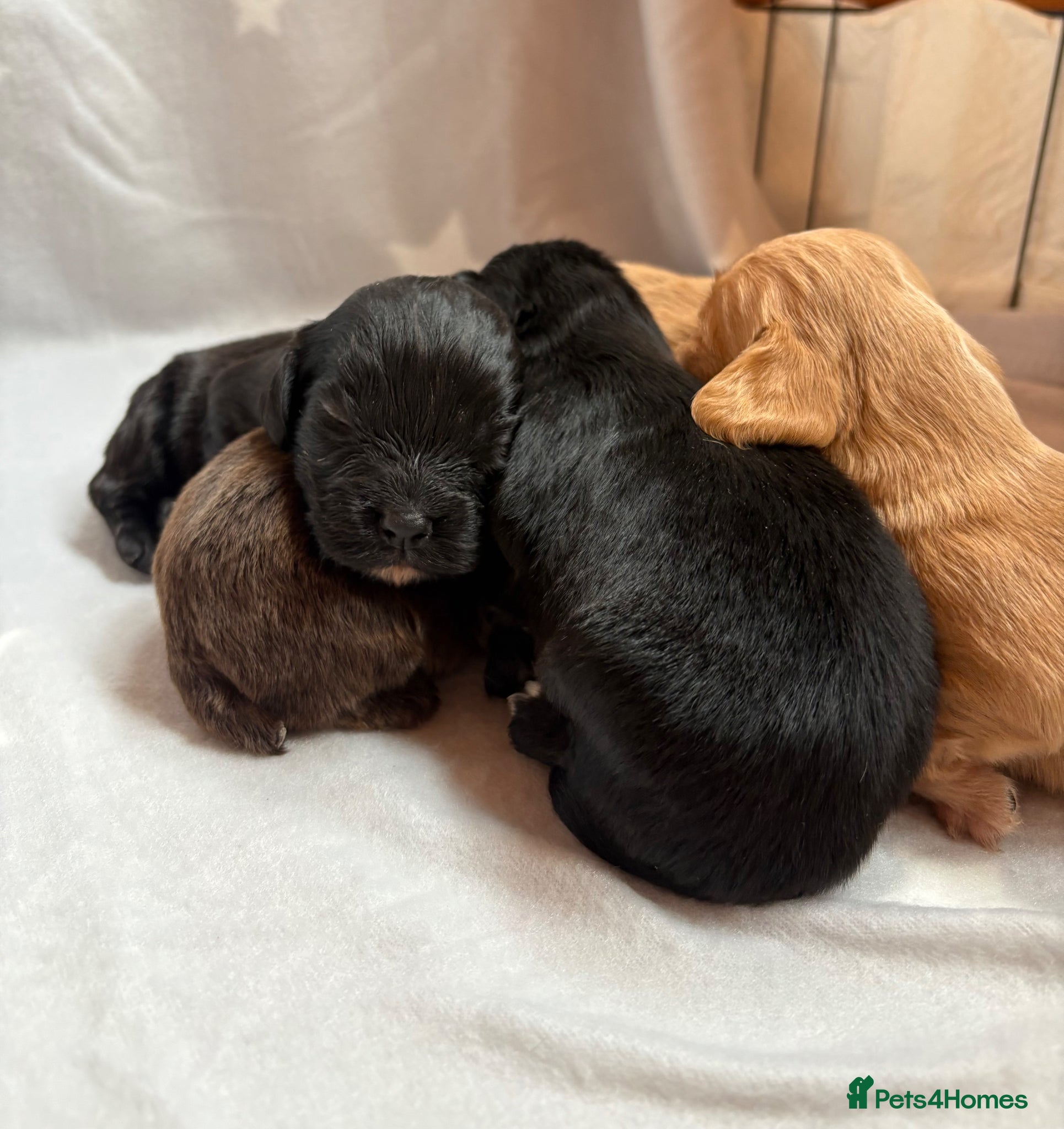 Cocker Spaniel dogs for sale: Stunning Working Cocker spaniels  - Advert 17