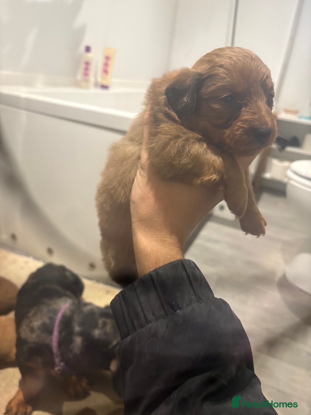 Mixed Breed dogs for sale: Dachound x Pomerania  - Advert 7