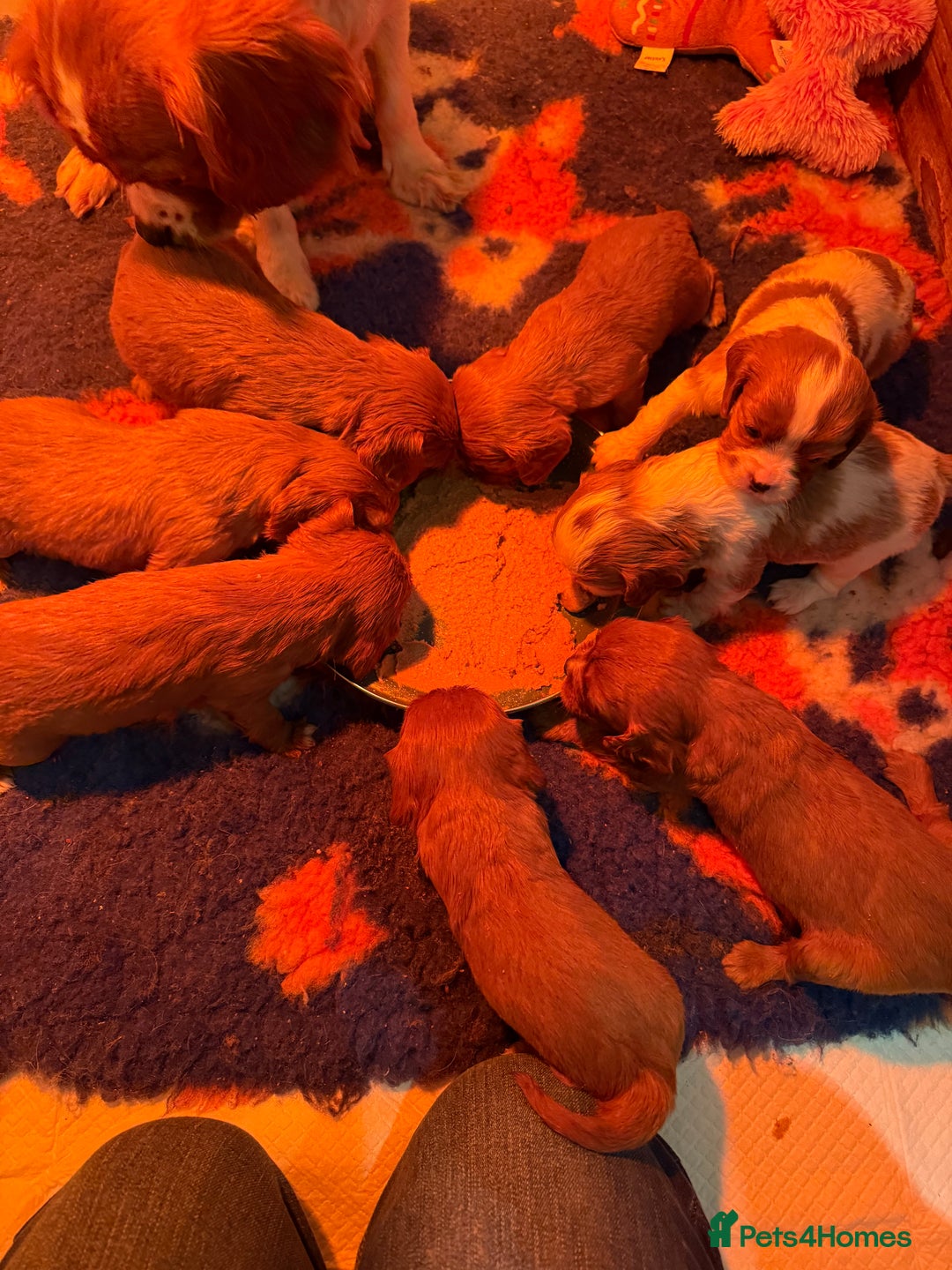 Cavalier King Charles Spaniel dogs for sale: Stunning DNA clear cavalier pups ready 2026 - Advert 15