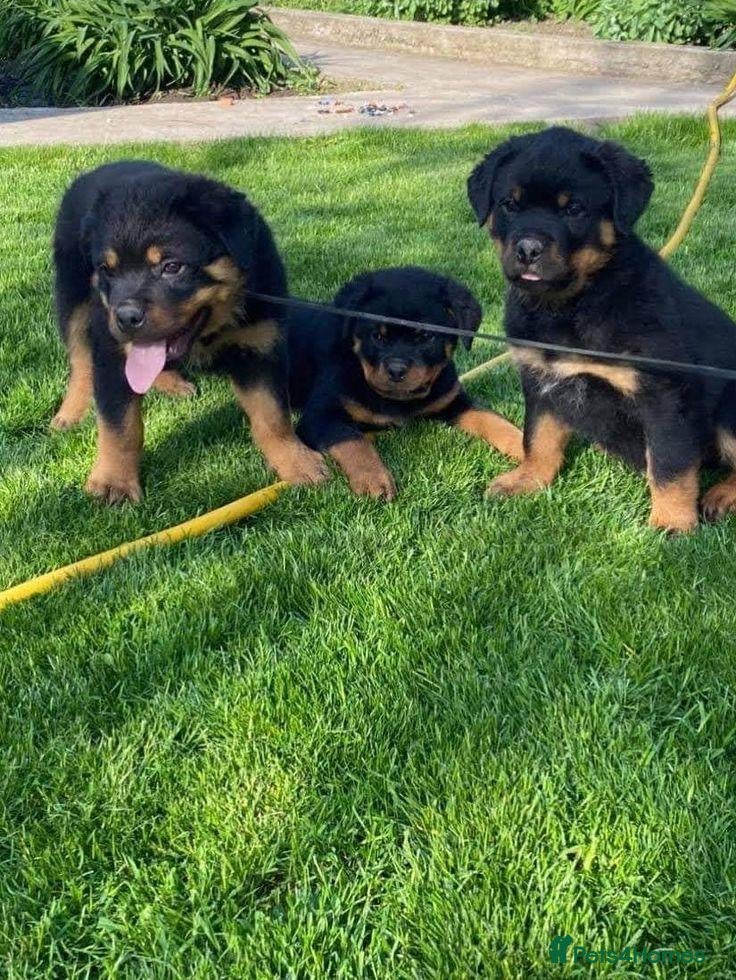 Rottweiler dogs Loving Rottweiler puppies ready now - Advert 12
