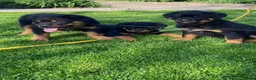 Rottweiler dogs for sale: Loving Rottweiler puppies ready now in Holywell - Advert 5