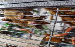 Sugar Glider rodents for sale: 3 sugar gliders and full set up - Advert 12