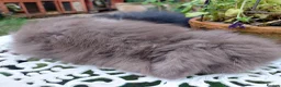 Angora rabbits for sale: TEDDYWIDDER BABIES  - Advert 4