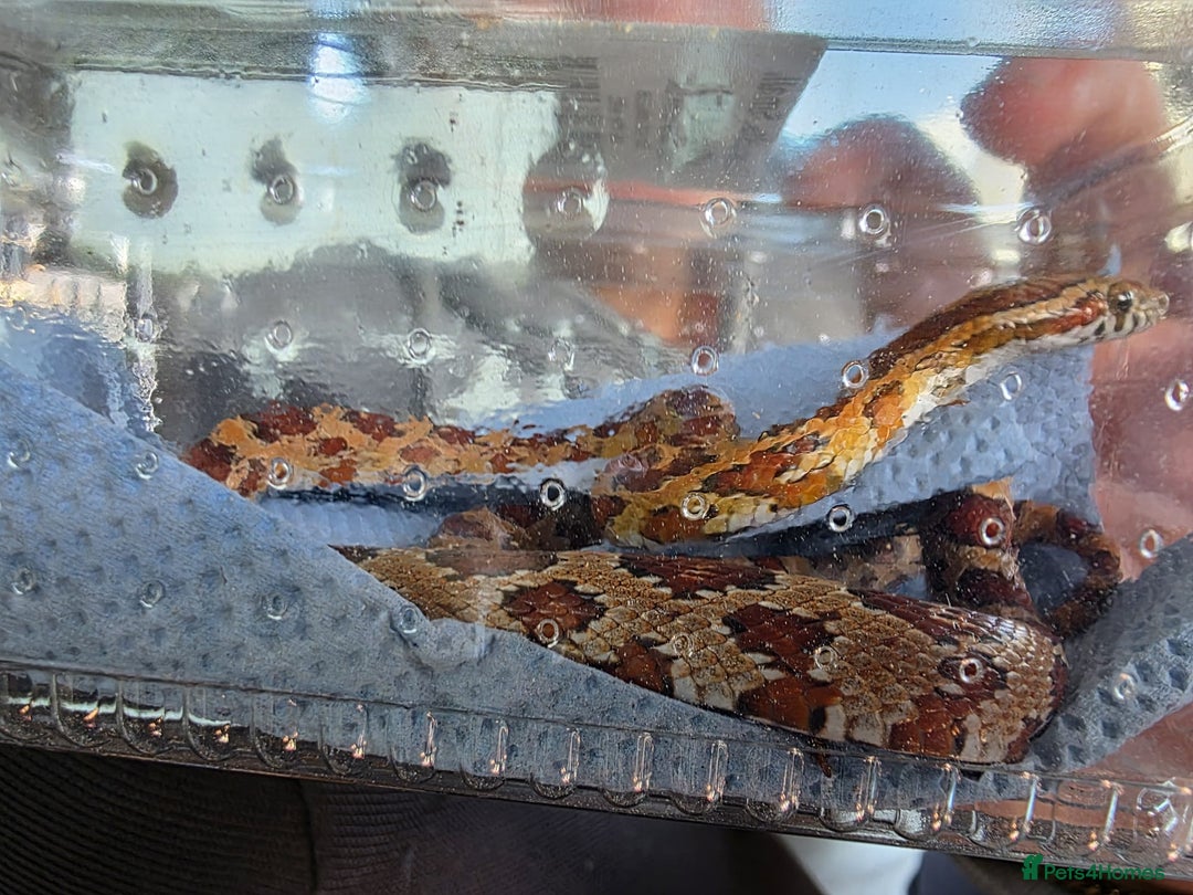 Corn Snake reptiles for sale: Corn Snake - Image 4