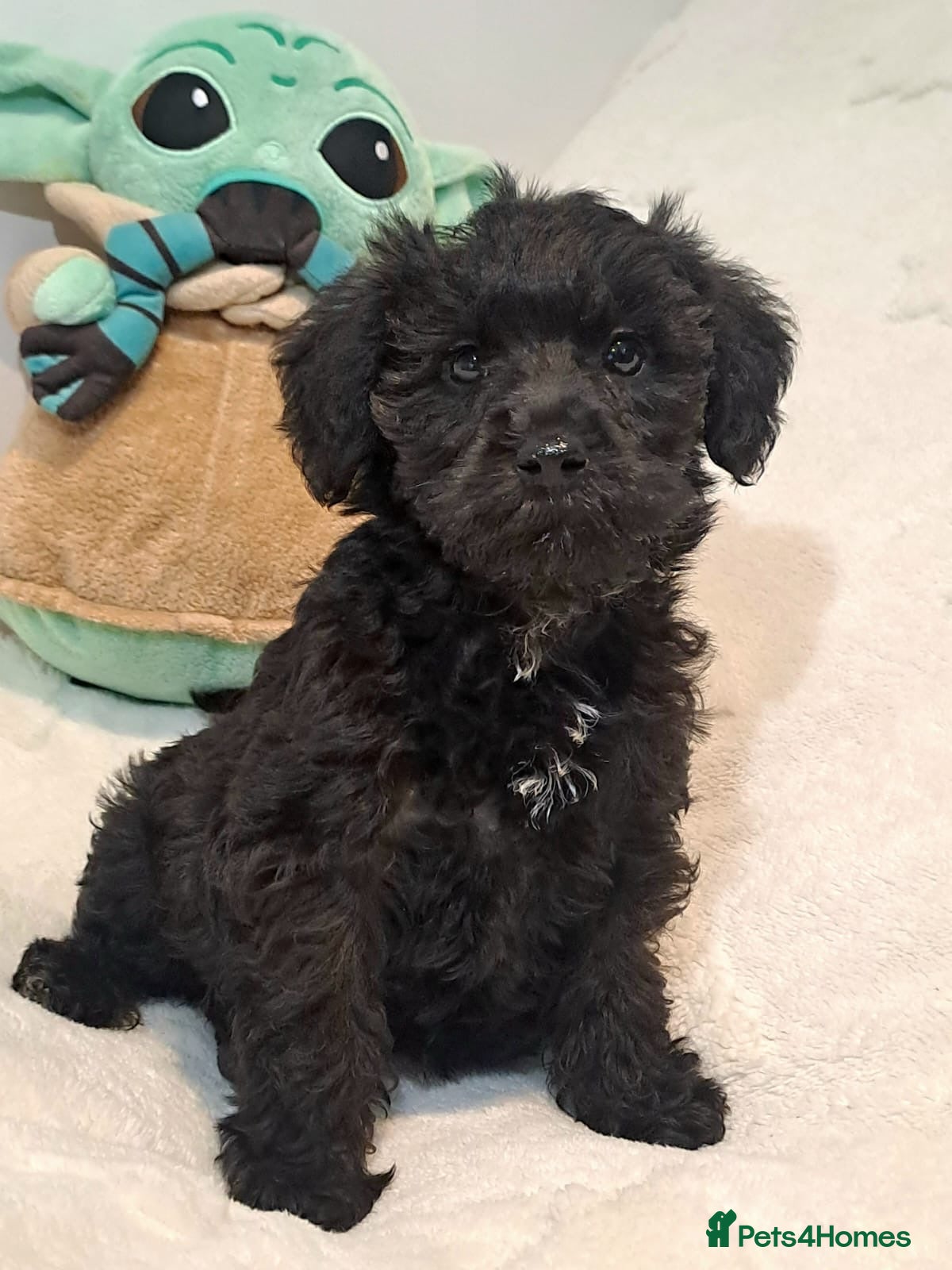 Schnoodle dogs ***READY NOW***Schnoodle pups for sale.  - Advert 2