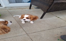 Cavalier King Charles Spaniel dogs for sale: Beautiful Blenheim puppies  - Image 21