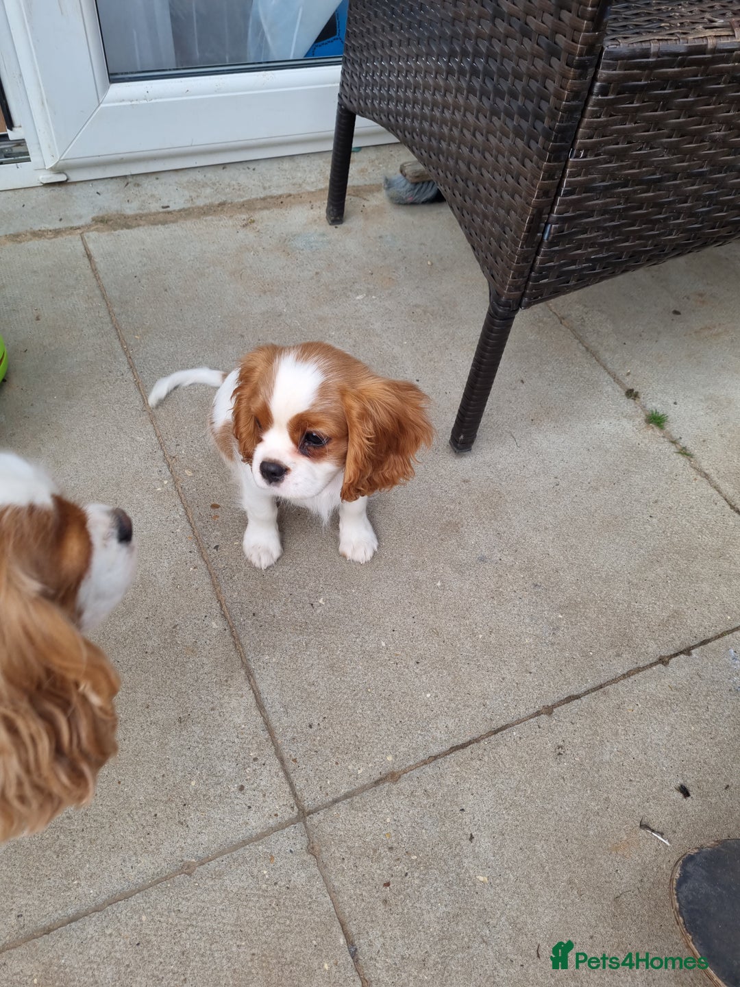 Cavalier King Charles Spaniel dogs for sale: Beautiful Blenheim puppies  - Image 21