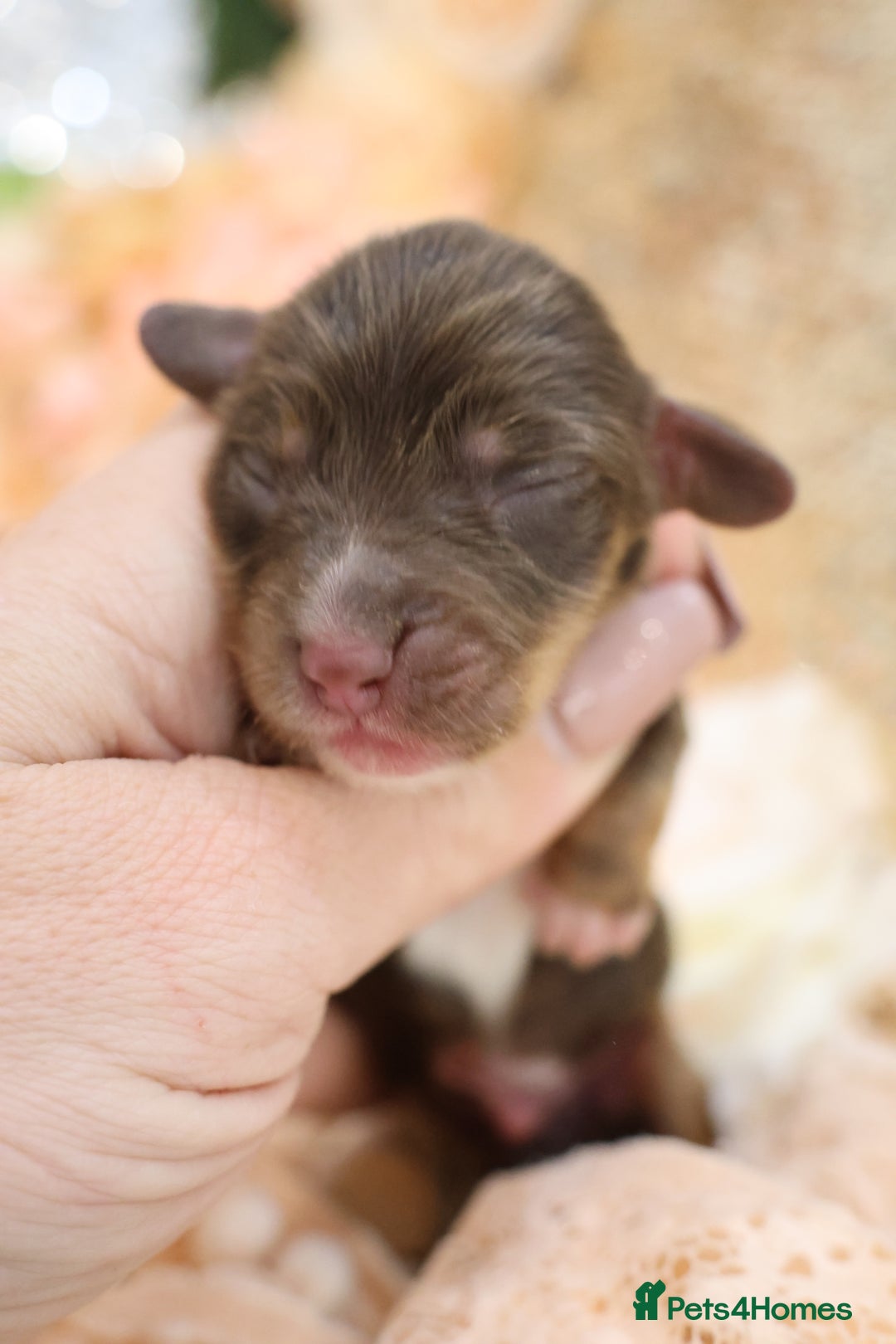 Miniature Dachshund dogs for sale: KC Longhair Miniature Dachshund Puppies - Advert 16