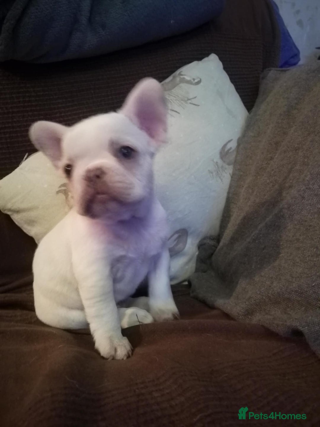 French Bulldog dogs for sale: French Bulldog Puppies For Sale  - Advert 4