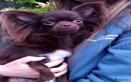 Chihuahua dogs for sale: Long-coat chocolate girl - Advert 3