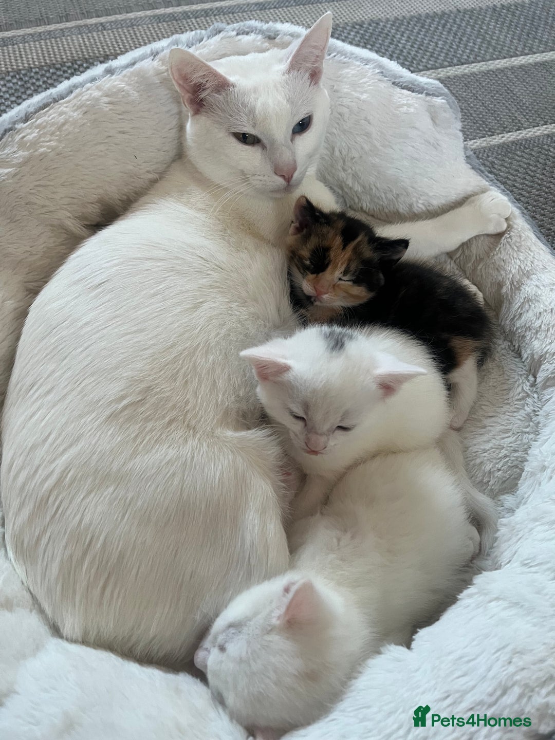 Khao Manee cats for sale: White(boy), girl brown black kitten, girl White - Advert 5
