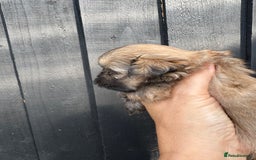 Shih Tzu dogs for sale: Standard size shihtzu pups  - Image 7