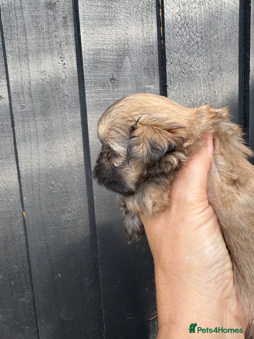 Shih Tzu dogs for sale: Standard size shihtzu pups  - Image 7