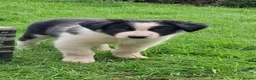 Border Collie dogs for sale: Adorable Puppies - Advert 24