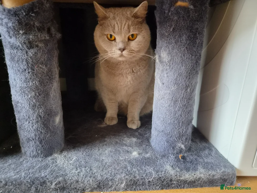 British Shorthair cats for sale: Ellie - Seeking loving home as your only cat - Advert 11