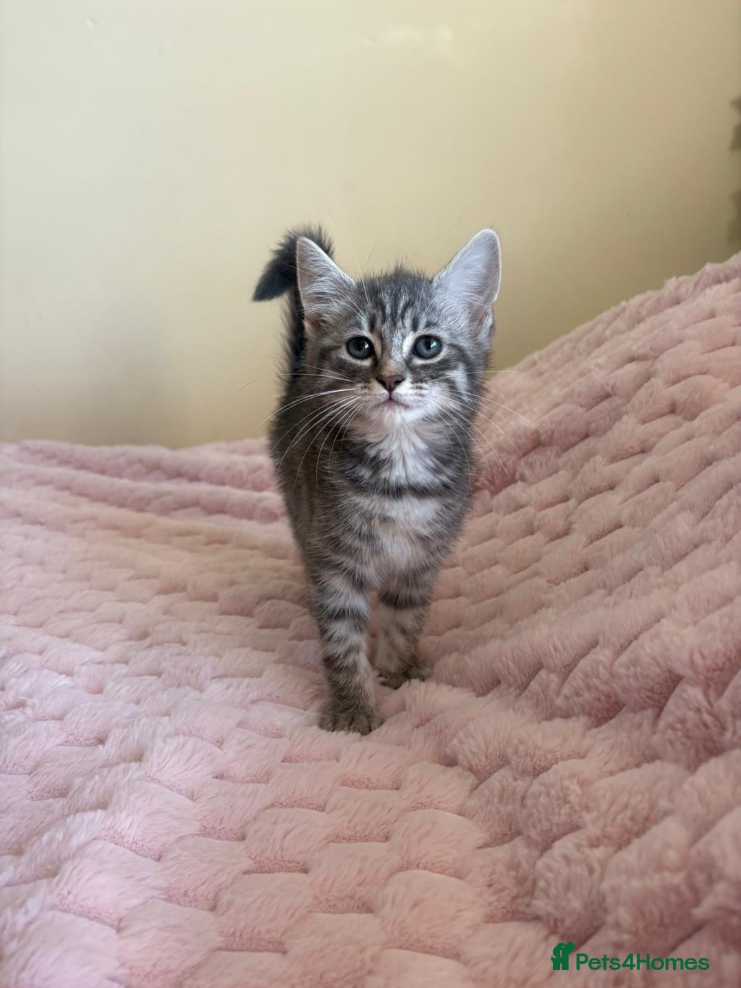 Ragdoll cats for sale: Ragdoll Cross Maine Coon Kitten  - Image 7